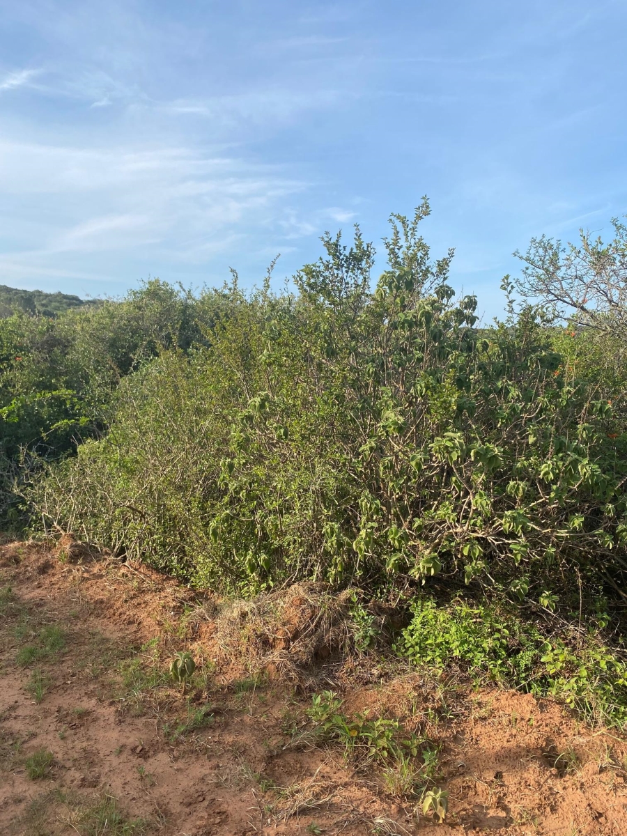 0 Bedroom Property for Sale in Bathurst Eastern Cape
